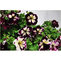 Nasiona Petunia cytryn-fiolet szt.10 Nxx227