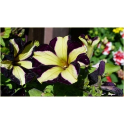 Nasiona Petunia cytryn-fiolet szt.10 Nxx227