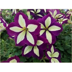 Nasiona Petunia cytryn-fiolet szt.10 Nxx227