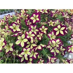 Nasiona Petunia cytryn-fiolet szt.10 Nxx227