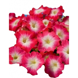 Nasiona Petunia czerwona jasny środek szt.10 N228
