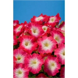 Nasiona Petunia czerwona szt.10 Nxx228