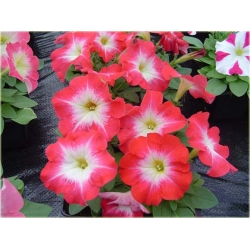 Nasiona Petunia czerwona szt.10 Nxx228