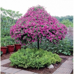 Nasiona Petunia drzewiasta różowa szt.5 Nxx312