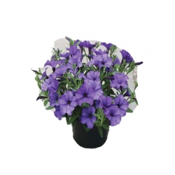 Nasiona Petunia jasnolawendowa szt.10 N229