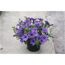 Nasiona Petunia lawendowa szt.10 Nxx229