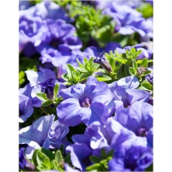 Nasiona Petunia lawendowa szt.10 Nxx229