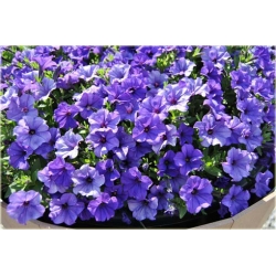 Nasiona Petunia lawendowa szt.10 Nxx229