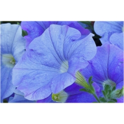 Nasiona Petunia niebieska Morn Glory szt.10 Nxx607