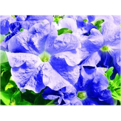 Nasiona Petunia niebieska Morn Glory szt.10 Nxx607