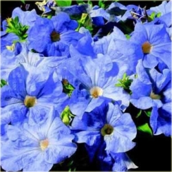 Nasiona Petunia niebieska Morn Glory szt.10 Nxx607