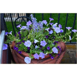 Nasiona Petunia niebieska Morn Glory szt.10 Nxx607