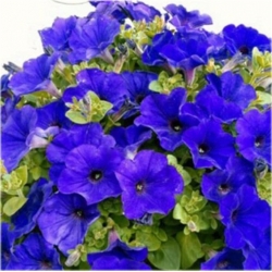 Nasiona Petunia niebieska Morning szt.10 Nxx609