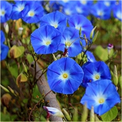 Nasiona Petunia niebieska Morning szt.10 Nxx609