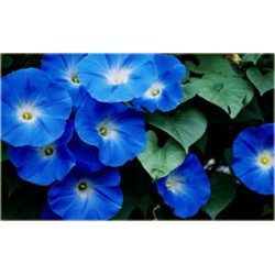 Nasiona Petunia niebieska Morning szt.10 Nxx609