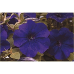 Nasiona Petunia niebieska Morning szt.10 Nxx609