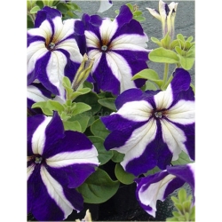 Nasiona Petunia nieb-biał Morning szt.10 Nxx608