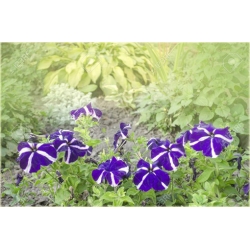 Nasiona Petunia nieb-biał Morning szt.10 Nxx608