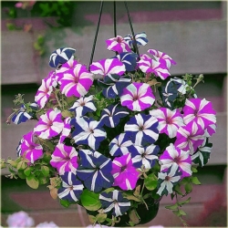 Nasiona Petunia nieb-biał Morning szt.10 Nxx608