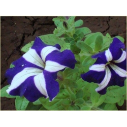 Nasiona Petunia nieb-biał Morning szt.10 Nxx608