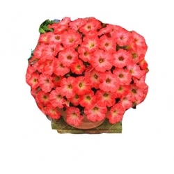 Nasiona Petunia ogrodowa mix szt.5 N171