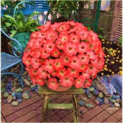 Nasiona Petunia ogrodowa mix szt.5 Nxx171