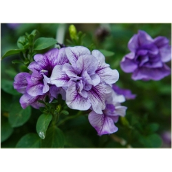 Nasiona Petunia ogrodowa mix szt.5 Nxx171