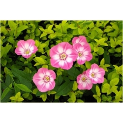 Nasiona Petunia ogrodowa mix szt.5 Nxx171