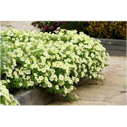 Nasiona Petunia ogrodowa mix szt.5 Nxx171