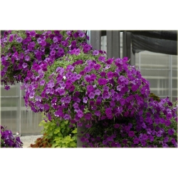 Nasiona Petunia ogrodowa mix szt.5 Nxx171