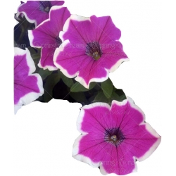 Nasiona Petunia purpurowo biała szt.10 N226