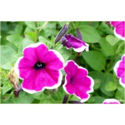 Nasiona Petunia purpur-biała szt.10 Nxx226