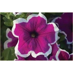 Nasiona Petunia purpur-biała szt.10 Nxx226