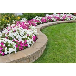 Nasiona Petunia purpur-biała szt.10 Nxx226