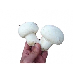 Nasiona Pieczarka jadalna grzyb szt.5 N551