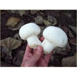 Nasiona Pieczarka jadalna grzyb szt.5 Nxx551