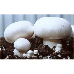 Nasiona Pieczarka jadalna grzyb szt.5 Nxx551