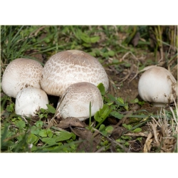 Nasiona Pieczarka jadalna grzyb szt.5 Nxx551
