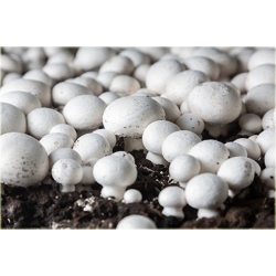 Nasiona Pieczarka jadalna grzyb szt.5 Nxx551