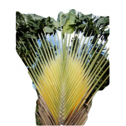 Nasiona Pielgrzan madagaska szt.3 N91