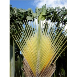 Nasiona Pielgrzan madagaska szt.3 Nxx91