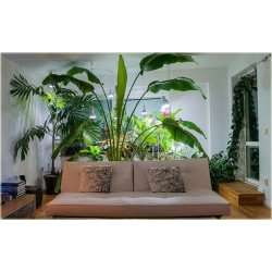 Nasiona Pielgrzan madagaska szt.3 Nxx91