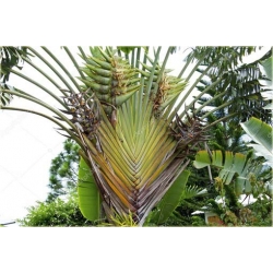 Nasiona Pielgrzan madagaska szt.3 Nxx91