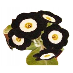 Nasiona Pierwiosnek ślimakowaty czarny szt.5 N386