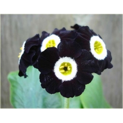 Nasiona Pierwiosnek ślimak czarny szt.5 Nxx386