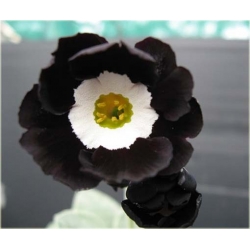 Nasiona Pierwiosnek ślimak czarny szt.5 Nxx386