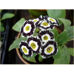 Nasiona Pierwiosnek ślimak czarny szt.5 Nxx386