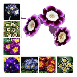 Nasiona Pierwiosnek ślimakowaty fiolet-biały szt.5 N385