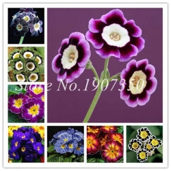 Nasiona Pierwiosnek ślimak fiol-bia szt.5 Nxx385