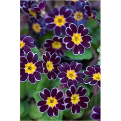 Nasiona Pierwiosnek ślimak fiol-bia szt.5 Nxx385